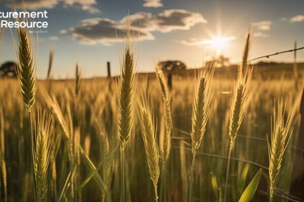 Barley Price Trend, Market Insights, and Forecast Analysis Barley Price Trend