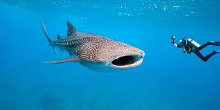Swim with Whale Sharks in Cabo: Best Time, Tips, and Tour Options